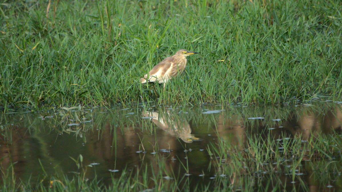 Indian Pond-Heron - ML439211611