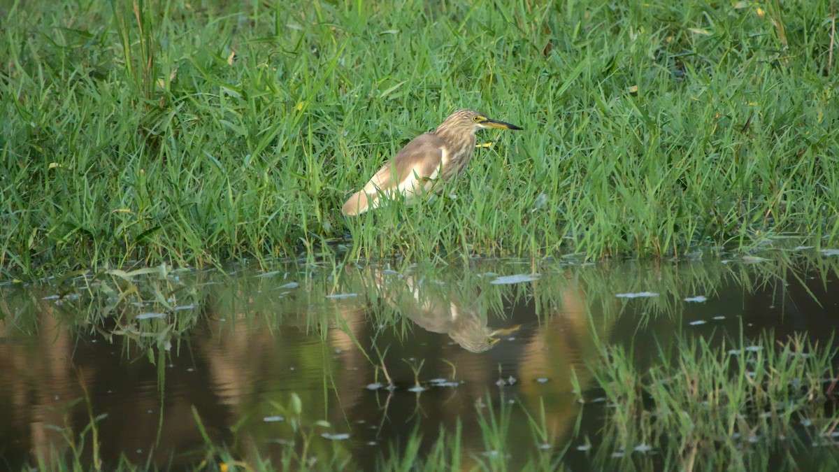 Indian Pond-Heron - ML439211621