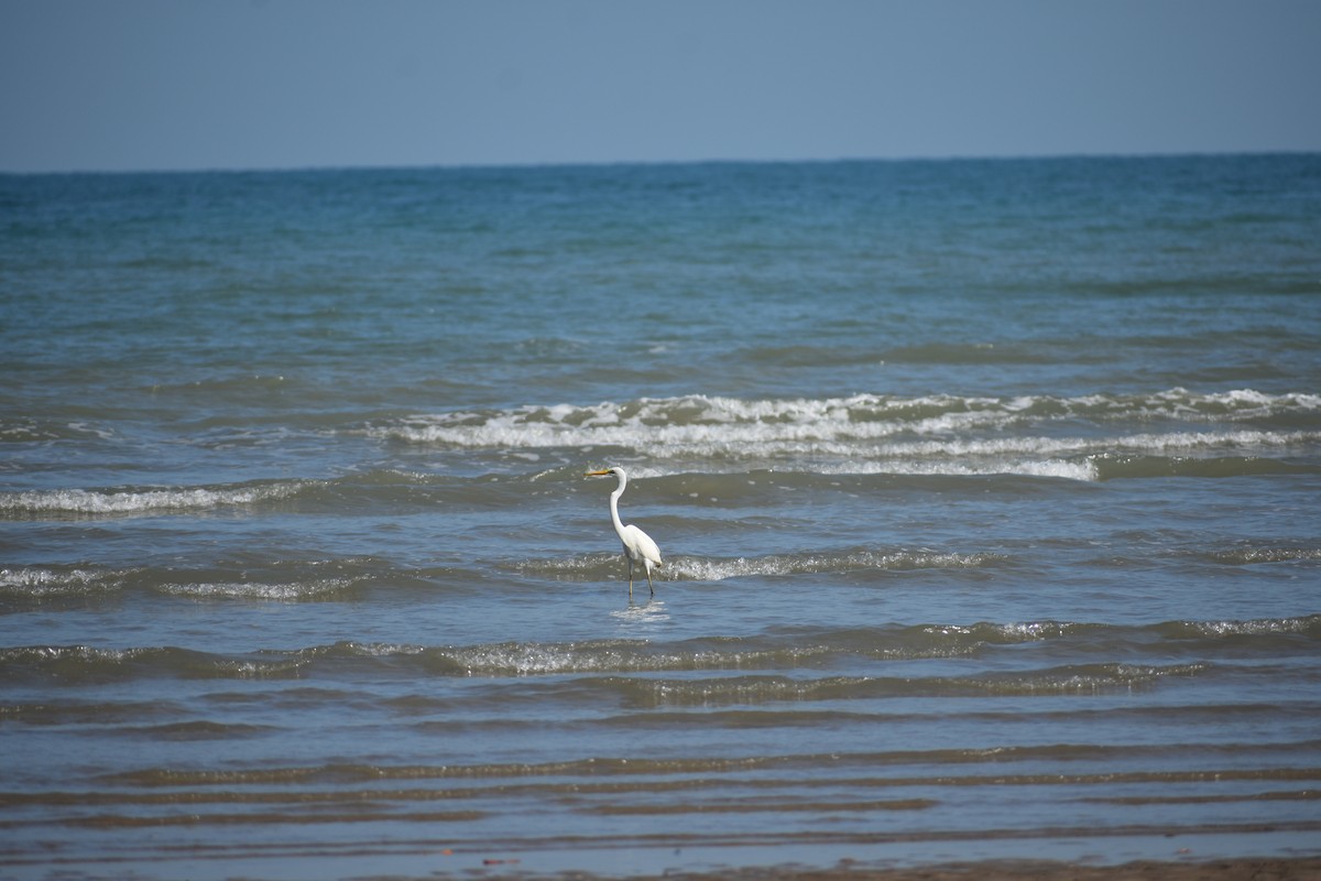 Great Egret - ML439212891