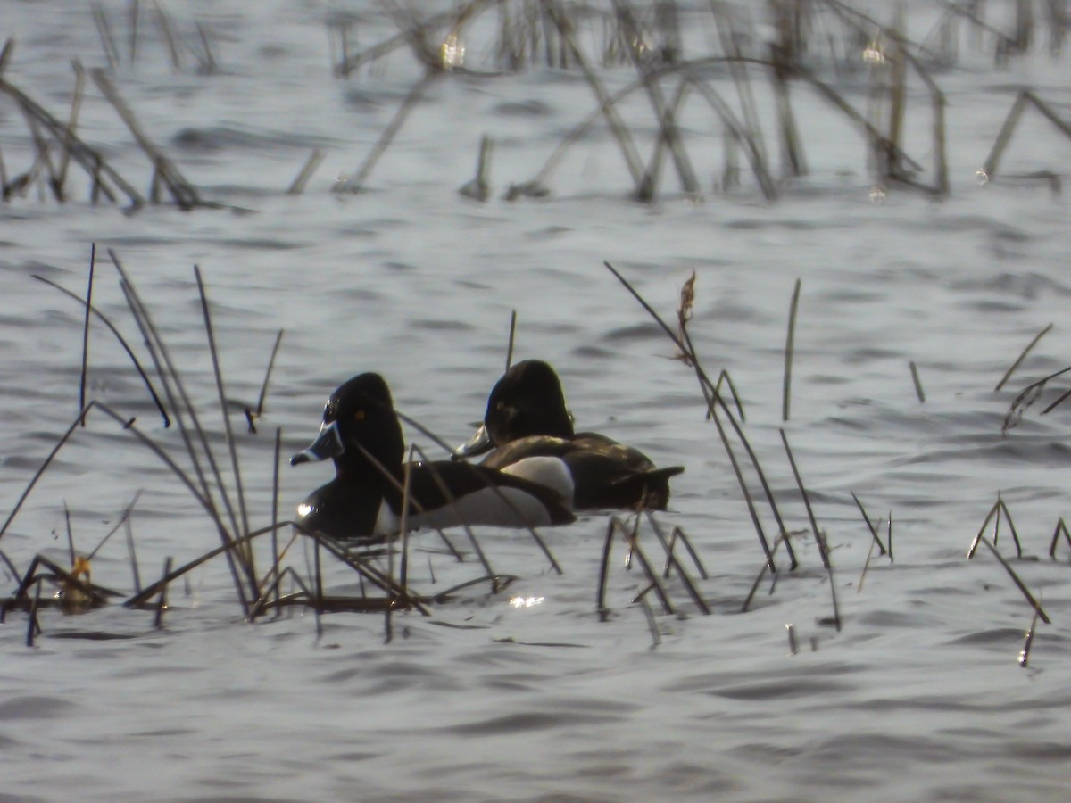 Ring-necked Duck - ML439214441