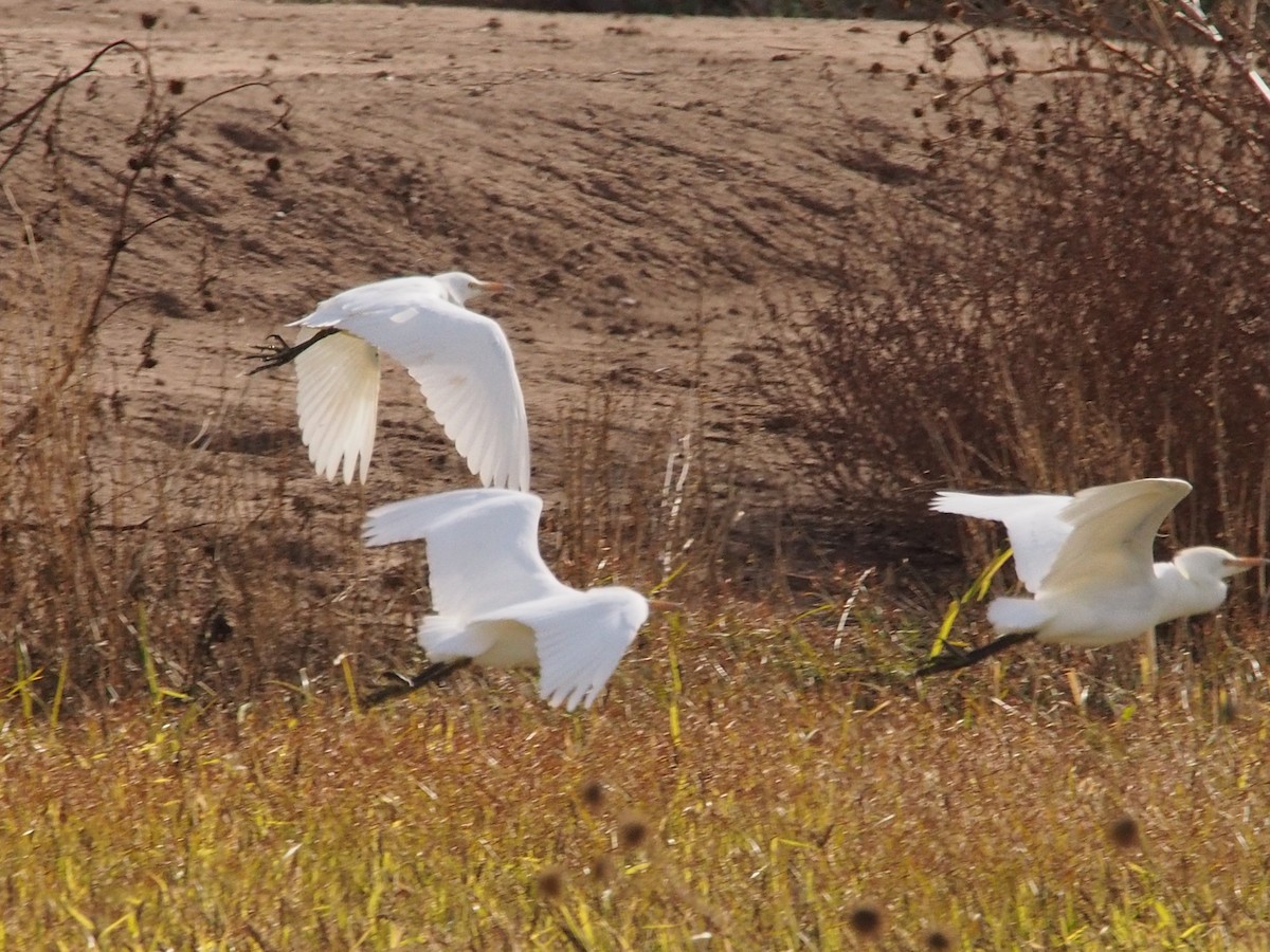 Western Cattle Egret - ML43921571