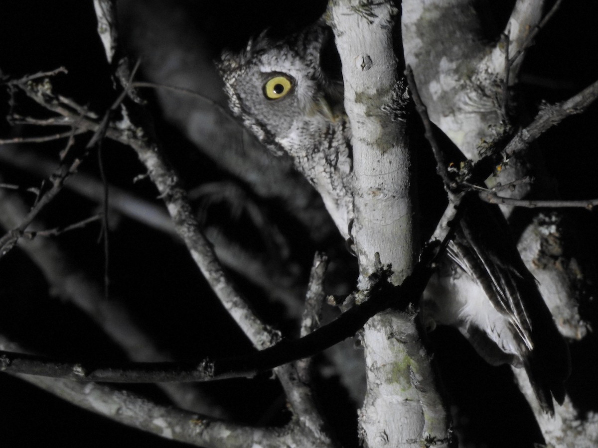 Eastern Screech-Owl - marti ikehara