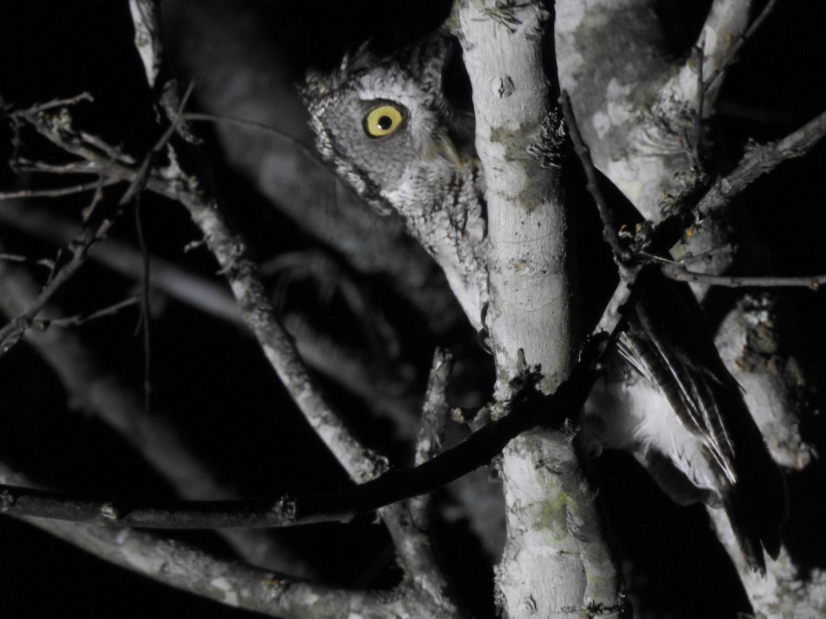 Eastern Screech-Owl - ML439216601