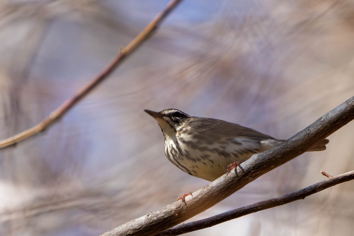 Louisiana Waterthrush - ML439216771