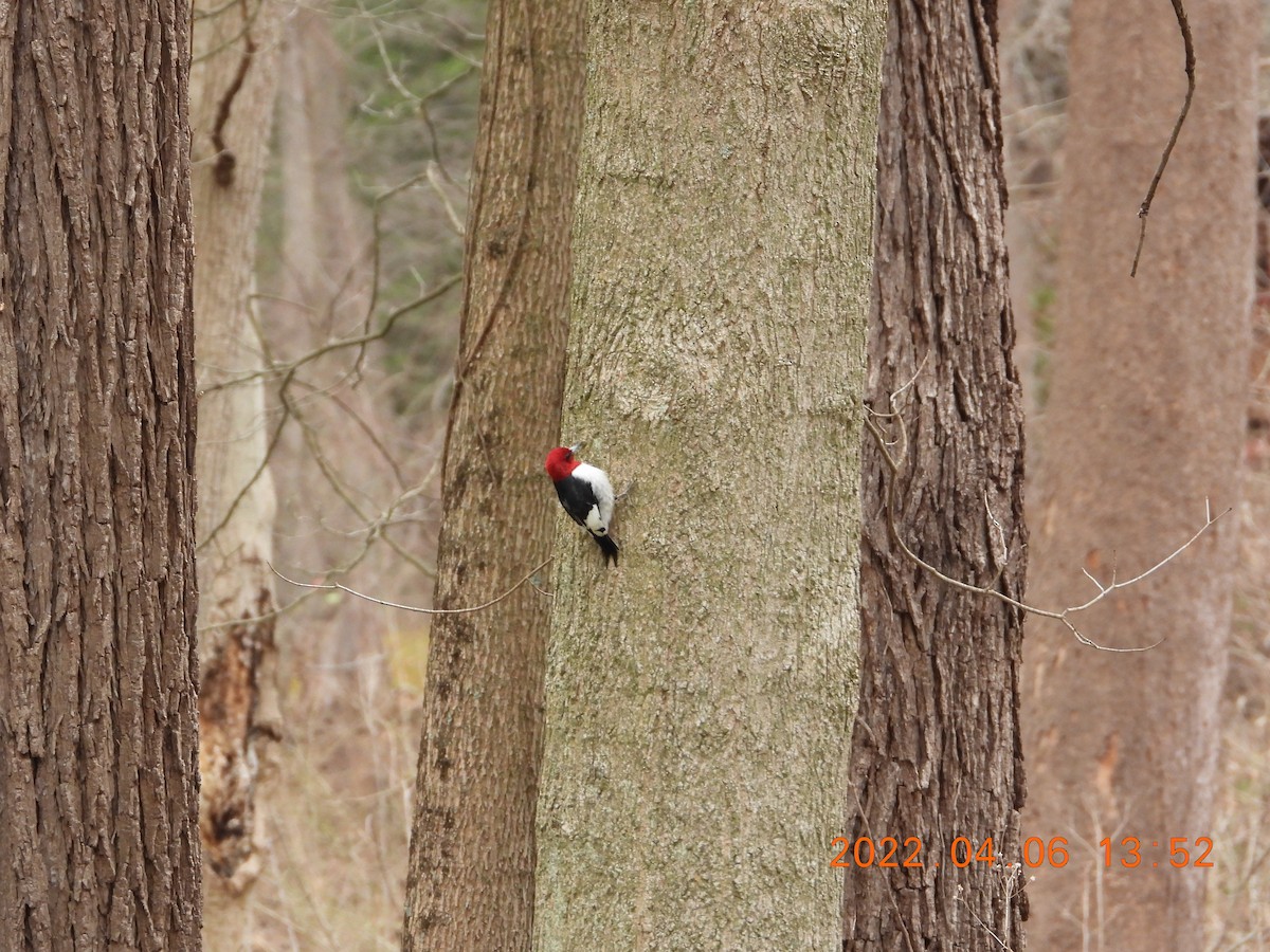 Red-headed Woodpecker - ML439217691
