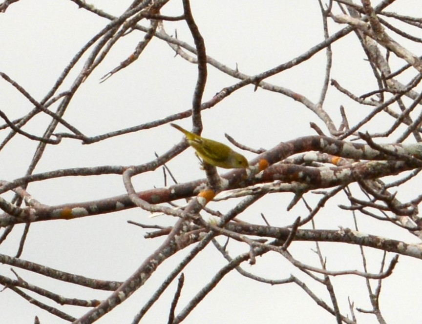 Northern/Mangrove Yellow Warbler - ML439217831