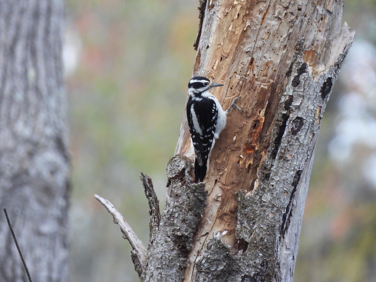 Hairy Woodpecker - ML439219881