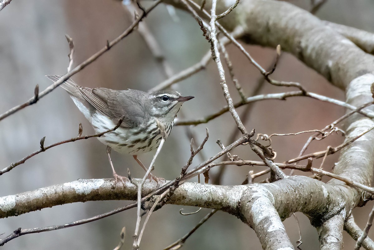 Louisiana Waterthrush - Gustino Lanese