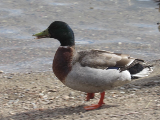 Mallard - ML439221561