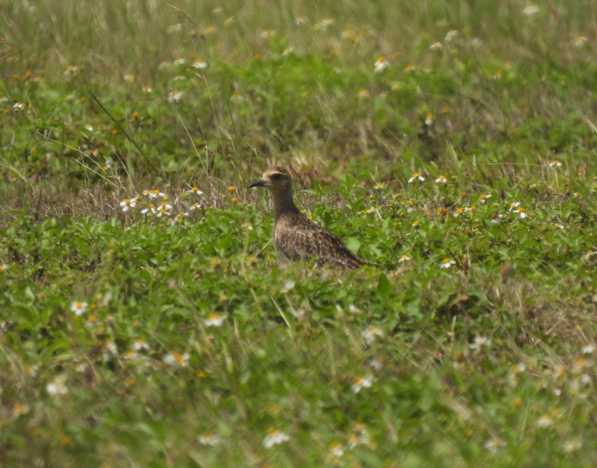 Pacific Golden-Plover - ML439222171