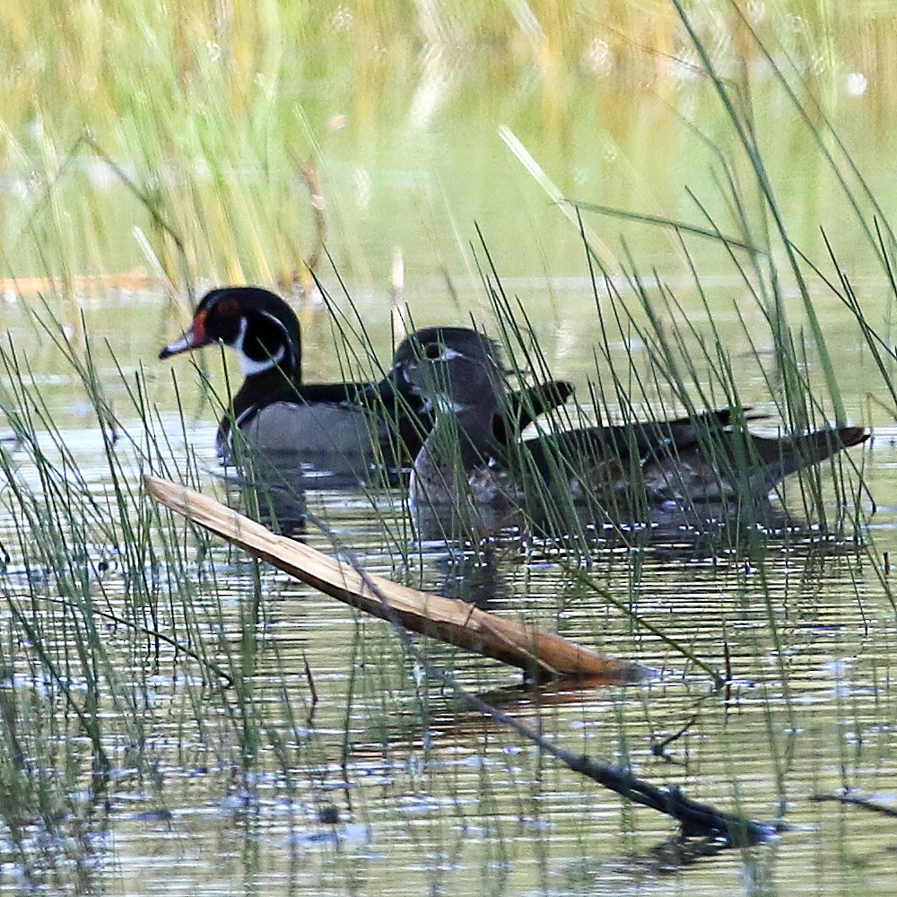 Wood Duck - ML439222421