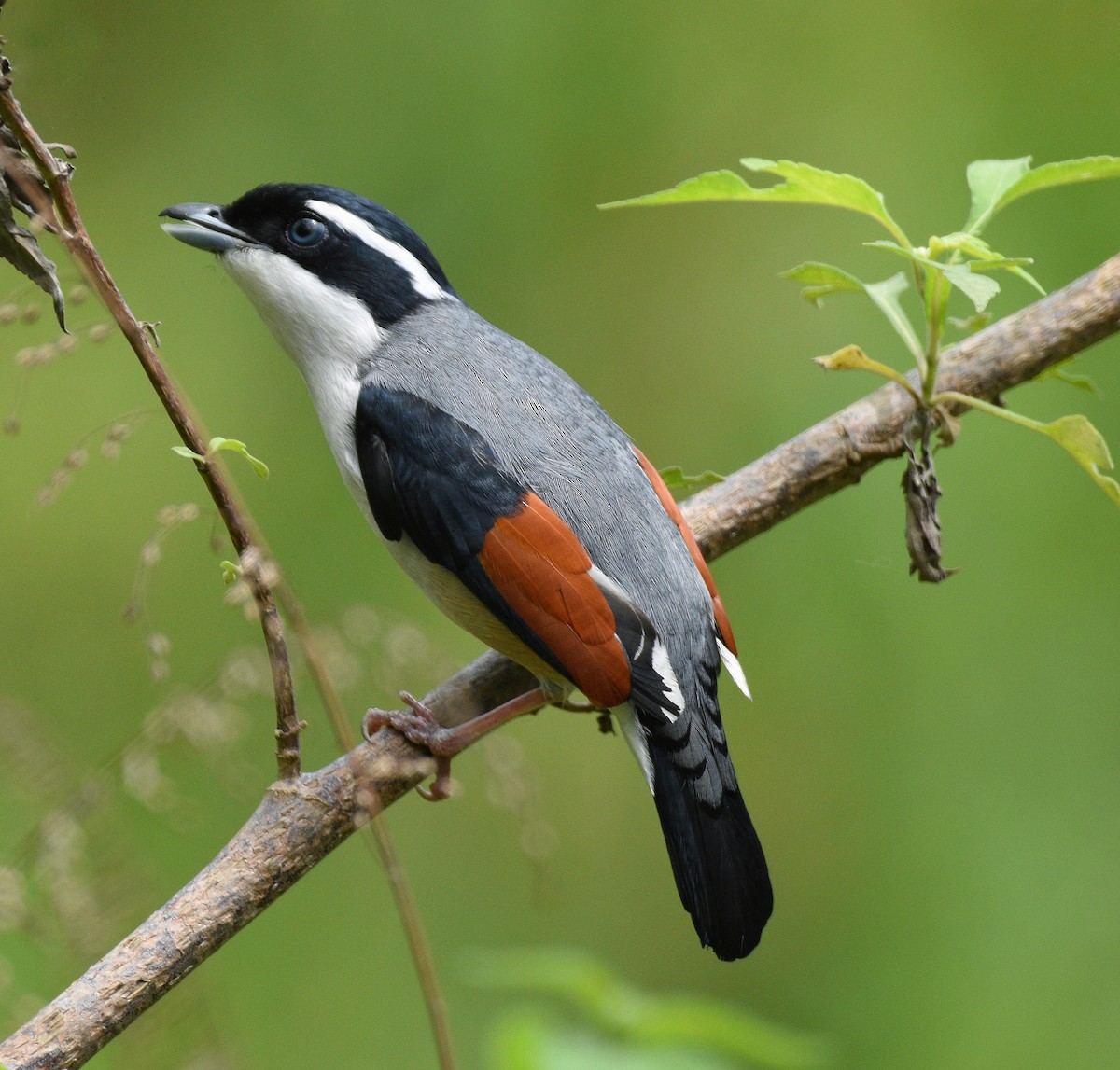 White-browed Shrike-Babbler (Himalayan) - Anish  Bera