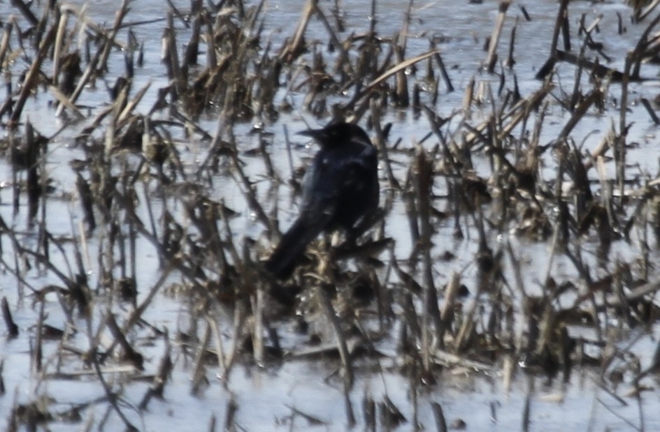 Great-tailed Grackle (Great-tailed) - Sam Manning