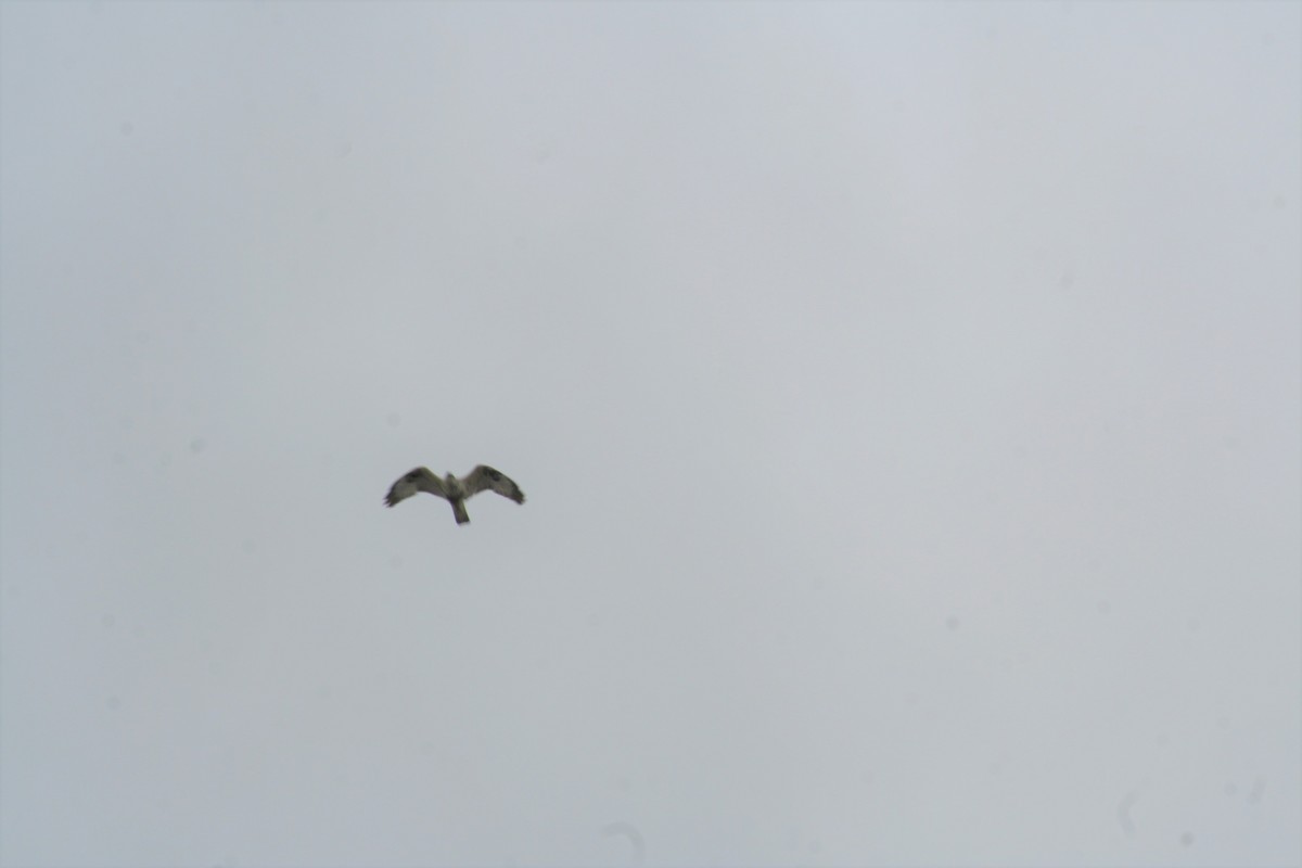 Rough-legged Hawk - ML439227101