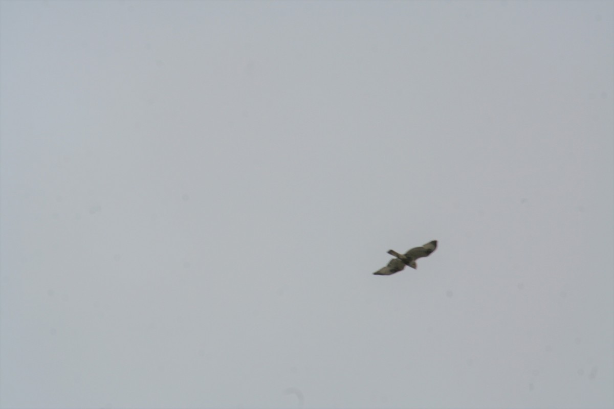 Rough-legged Hawk - ML439227111