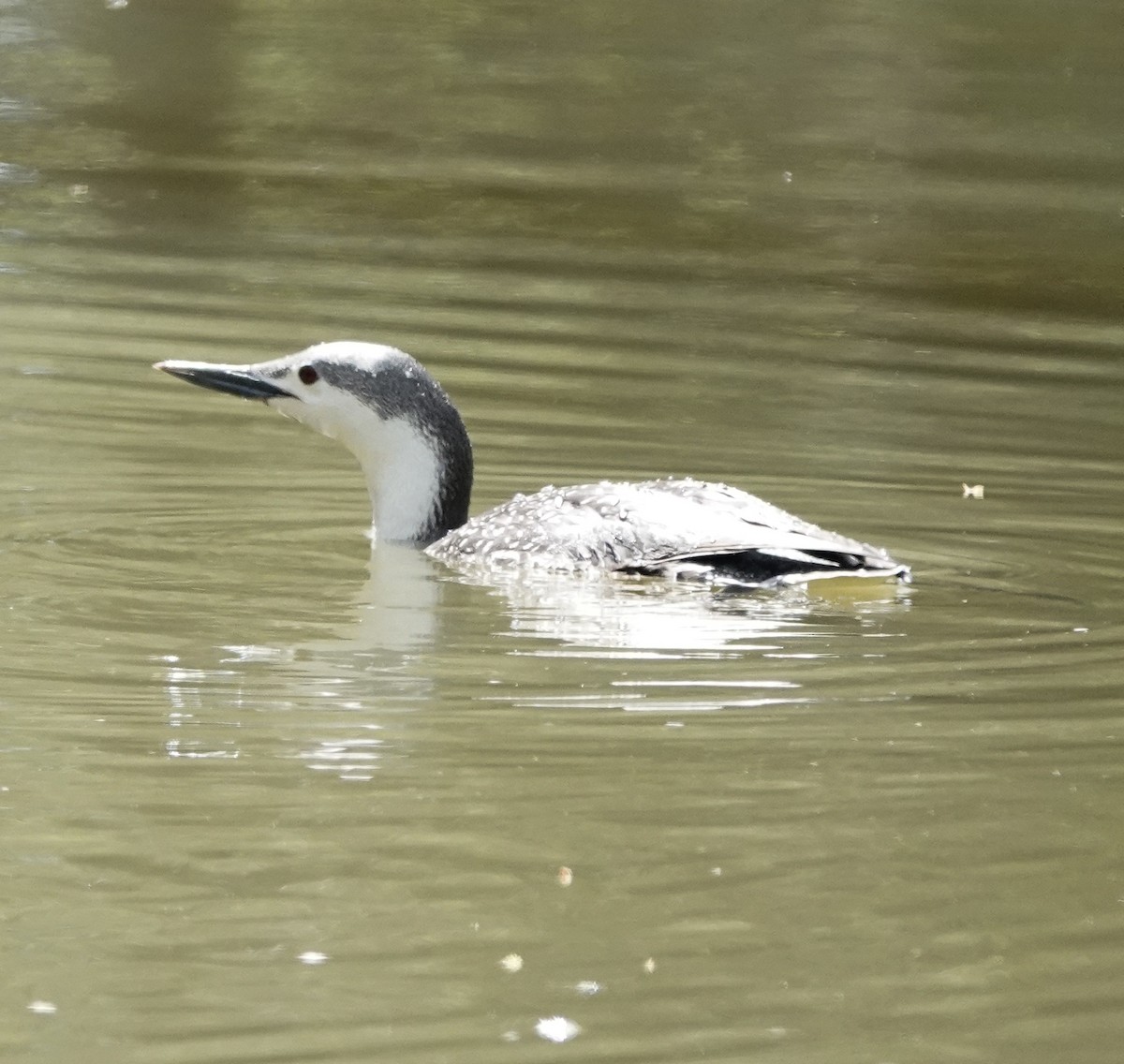Red-throated Loon - ML439227571