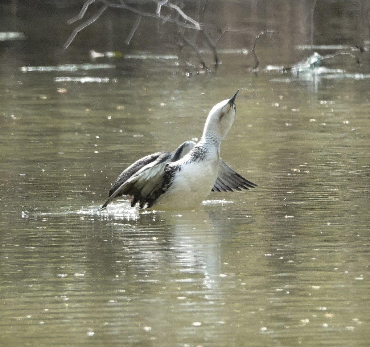 Red-throated Loon - ML439227611