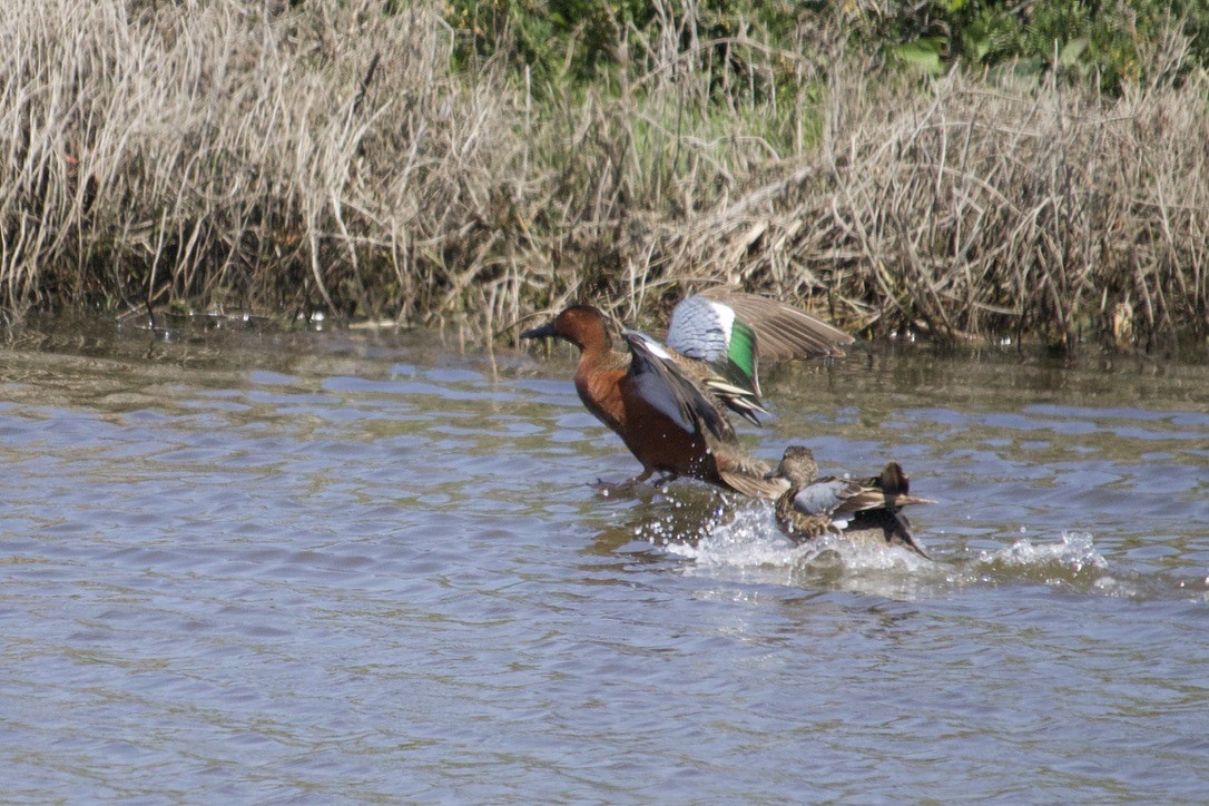 Cinnamon Teal - Max Ferrero