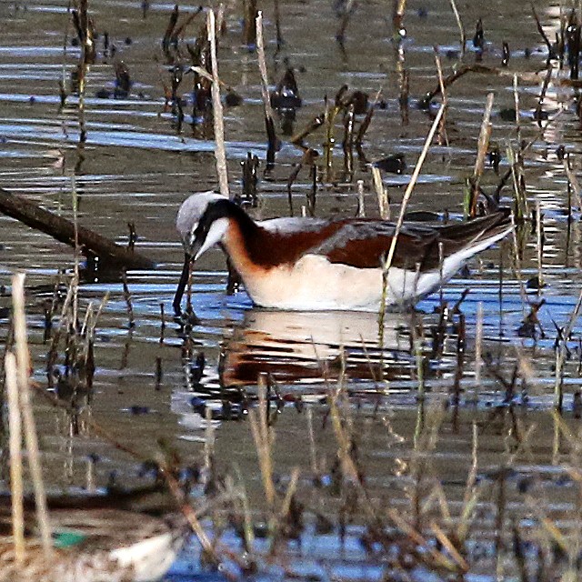 Wilson's Phalarope - ML439228551