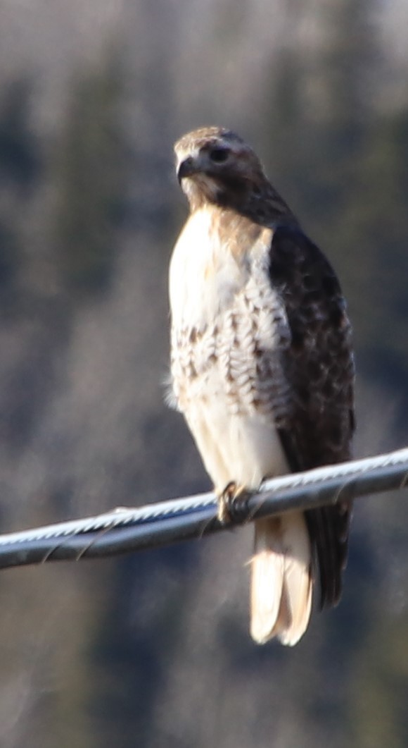 Red-tailed Hawk - ML439228801