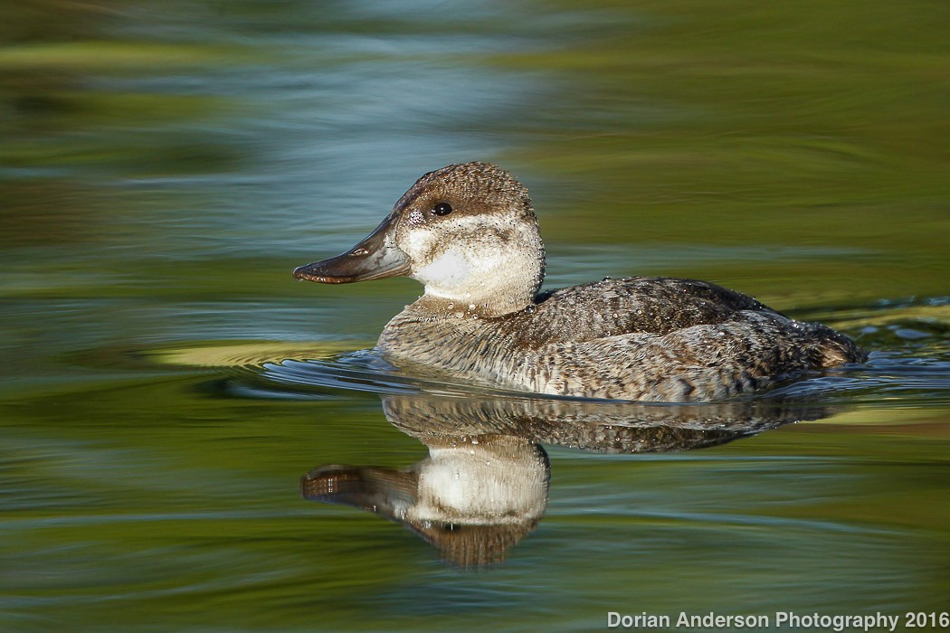 Ruddy Duck - ML43922931