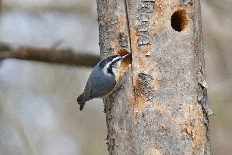 Red-breasted Nuthatch - Susan Iannucci