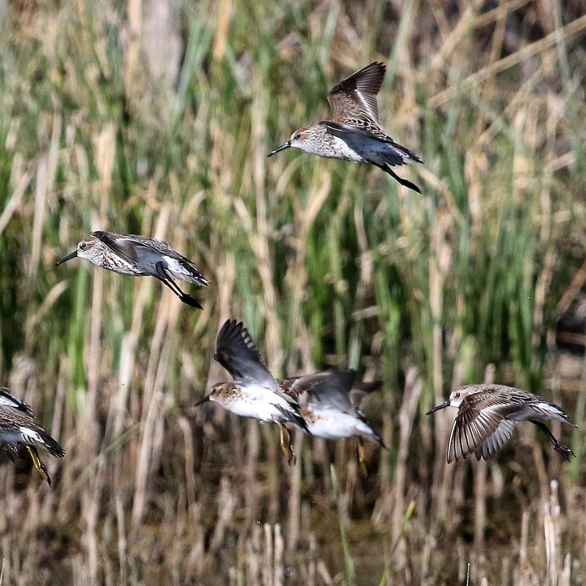 Western Sandpiper - ML439230741