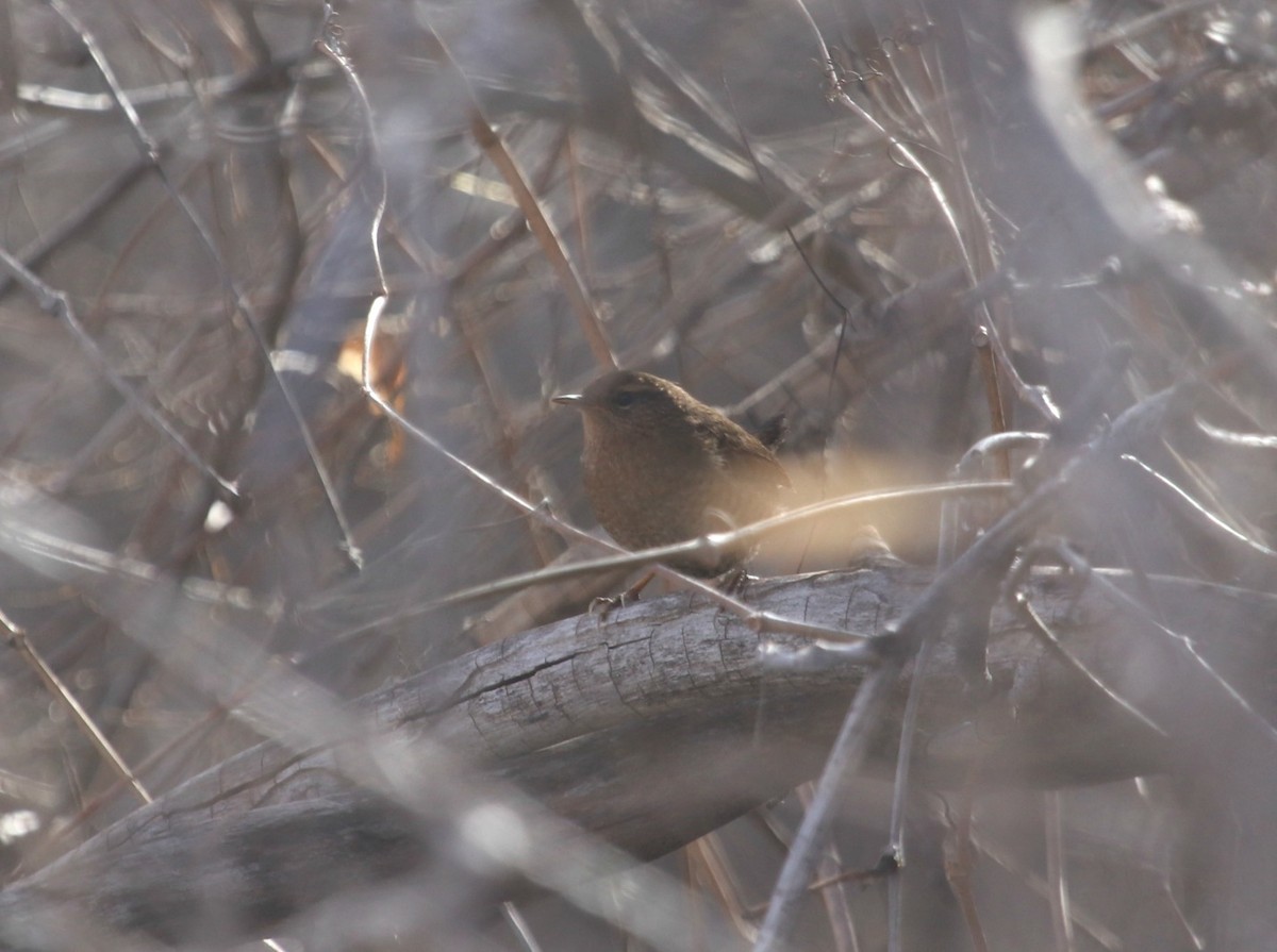 Pacific Wren - ML43923381