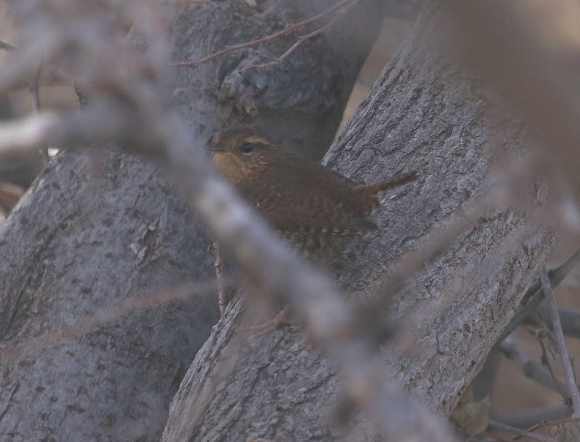Pacific Wren - ML43923431