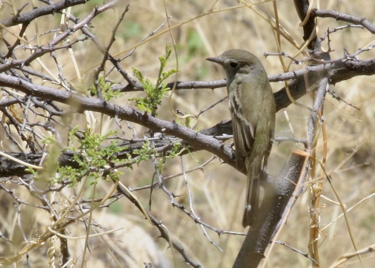 Dusky Flycatcher - Craig Robson