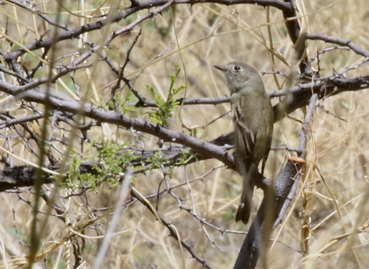 Dusky Flycatcher - ML439234951