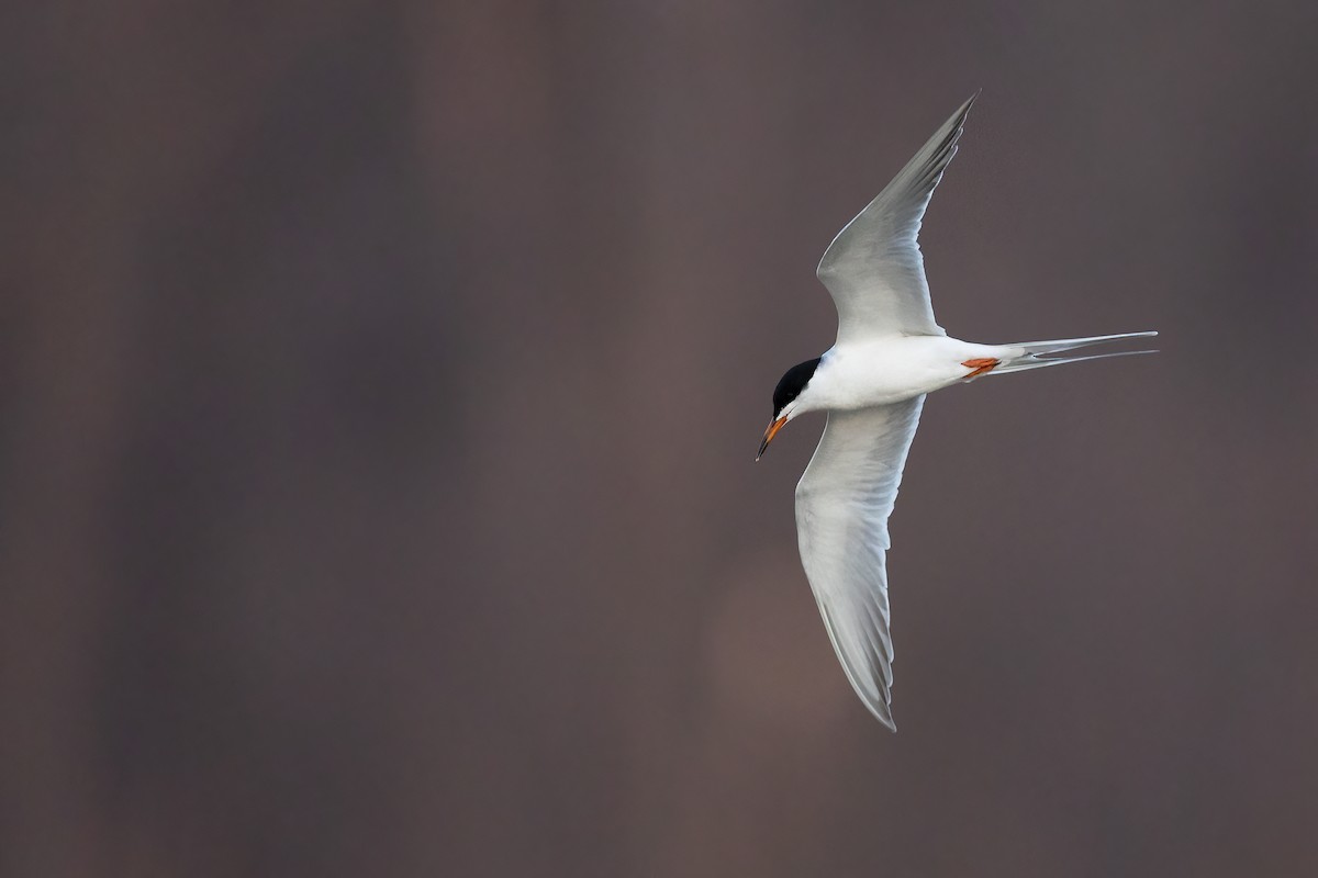 Forster's Tern - Ryan Sanderson