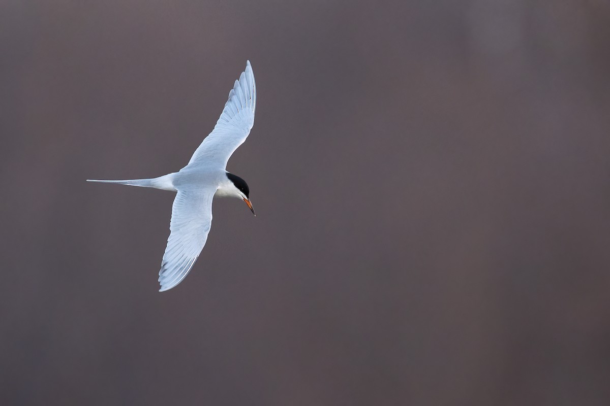 Forster's Tern - Ryan Sanderson