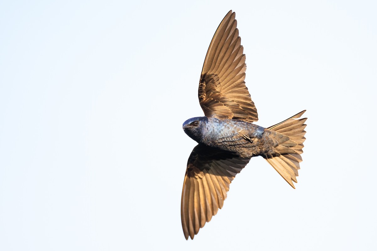 Purple Martin - ML439235091