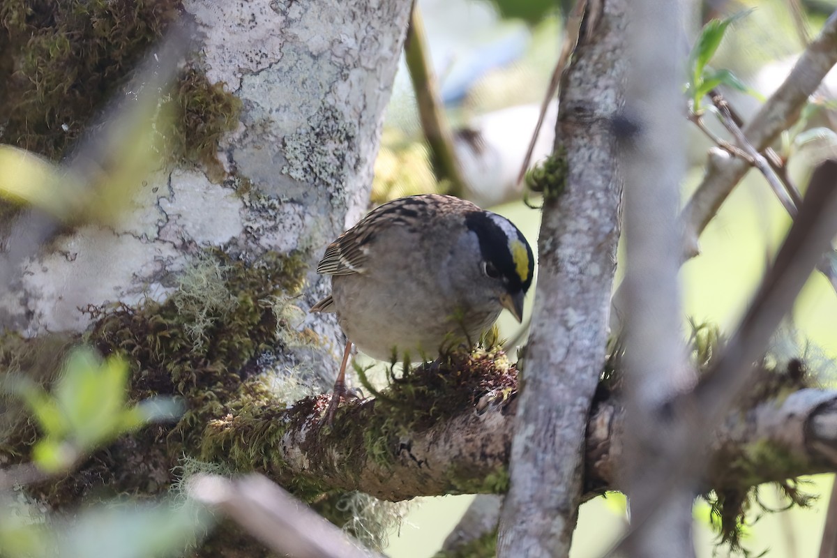 Golden-crowned Sparrow - ML439236141