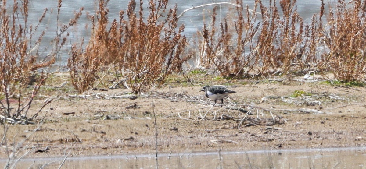 Black Turnstone - ML439236271