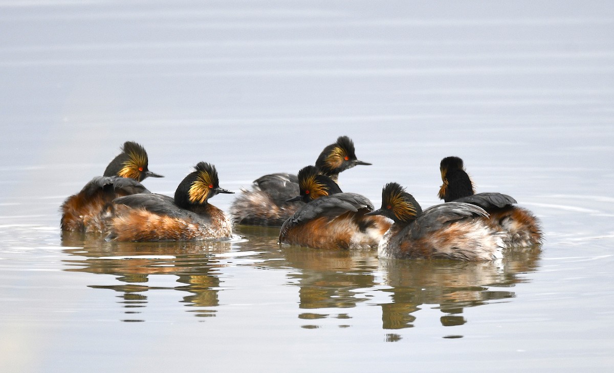 Eared Grebe - ML439236631