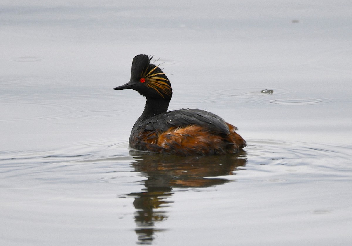 Eared Grebe - Sara Raj