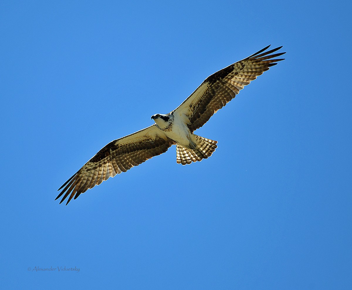 Águila Pescadora - ML439236991