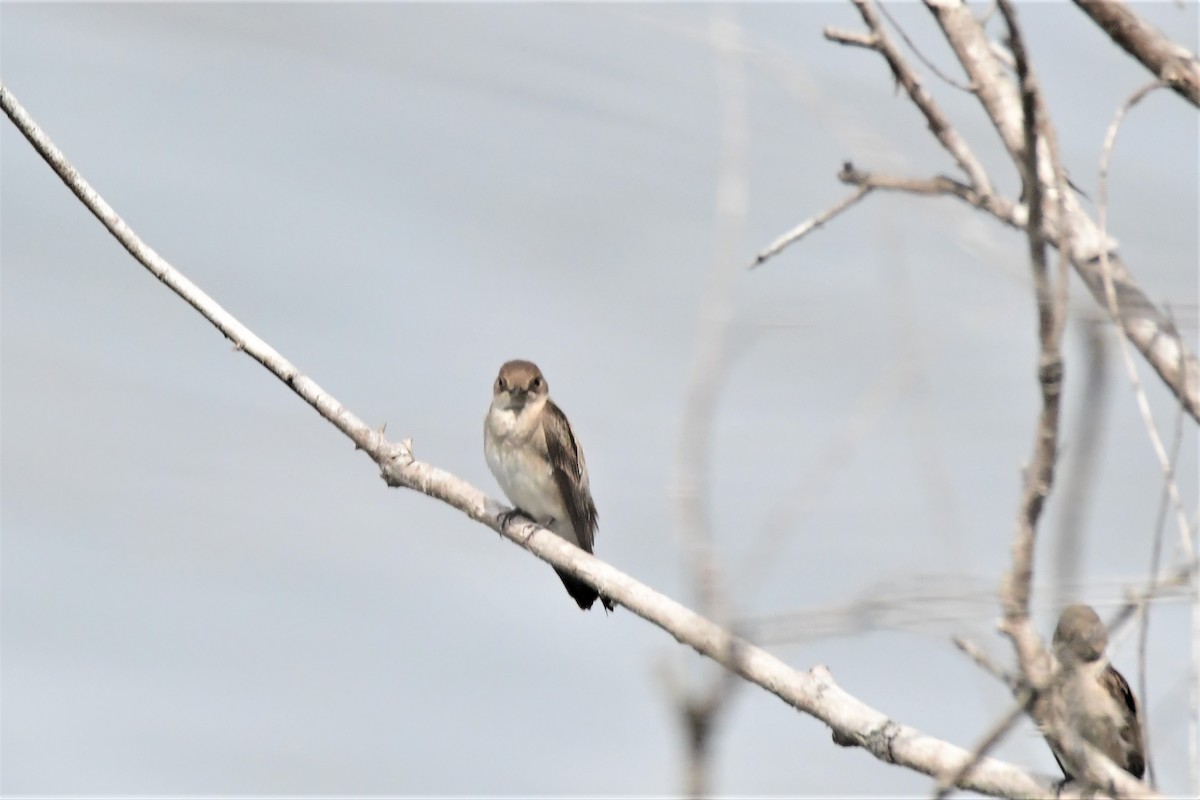 Northern Rough-winged Swallow - ML439240831