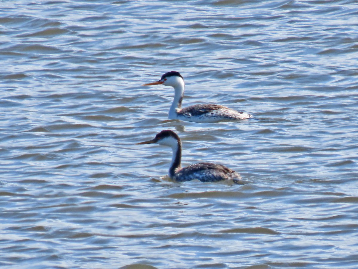 Clark's Grebe - ML439242971