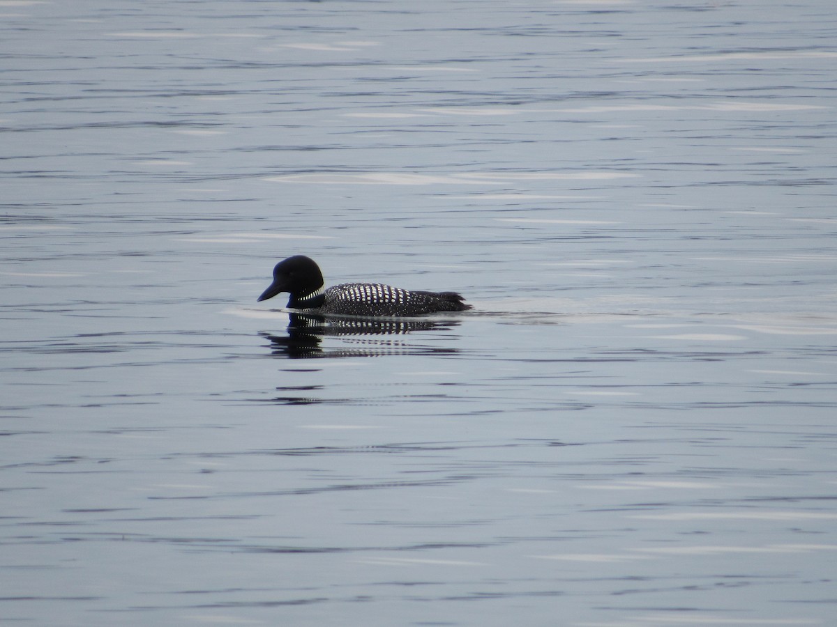 Common Loon - ML439244271