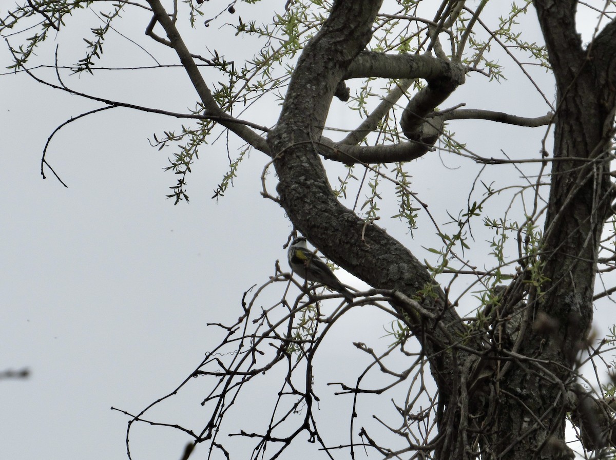 Yellow-rumped Warbler (Myrtle) - ML439244691