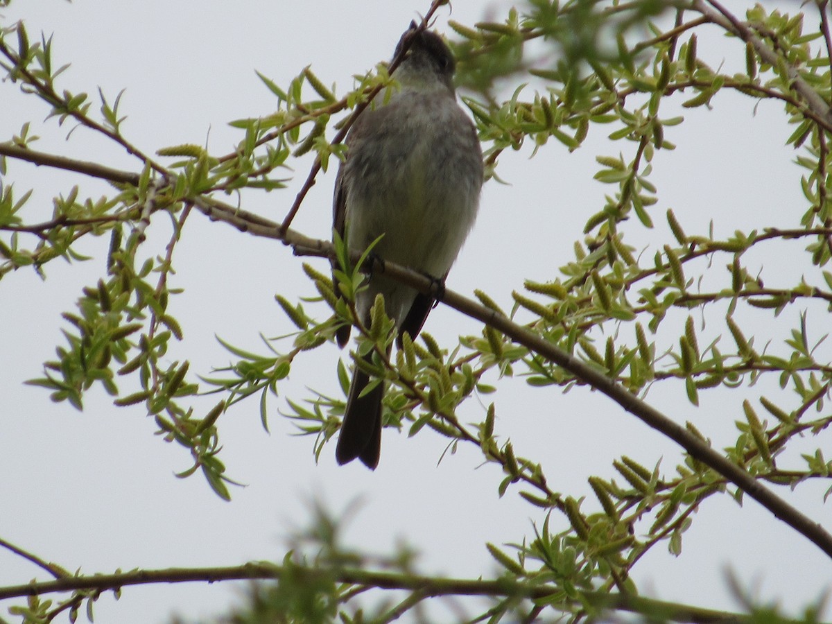 Eastern Phoebe - ML439245261