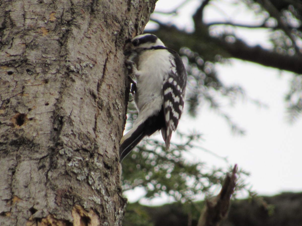 Downy Woodpecker (Eastern) - ML439245381