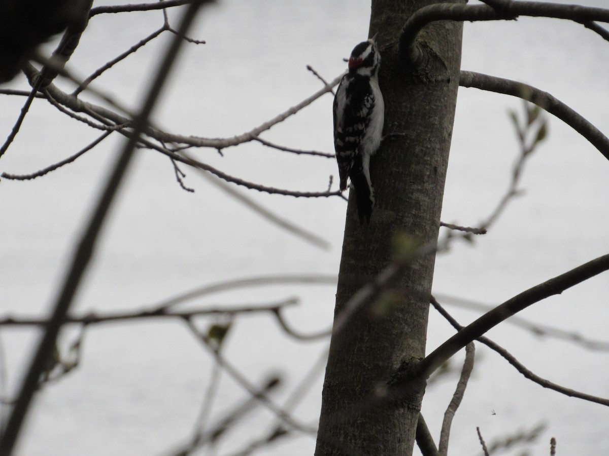 Downy Woodpecker (Eastern) - ML439245411