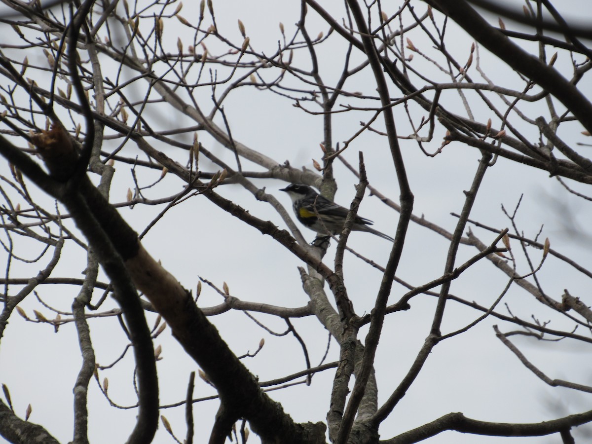 Yellow-rumped Warbler (Myrtle) - ML439245541