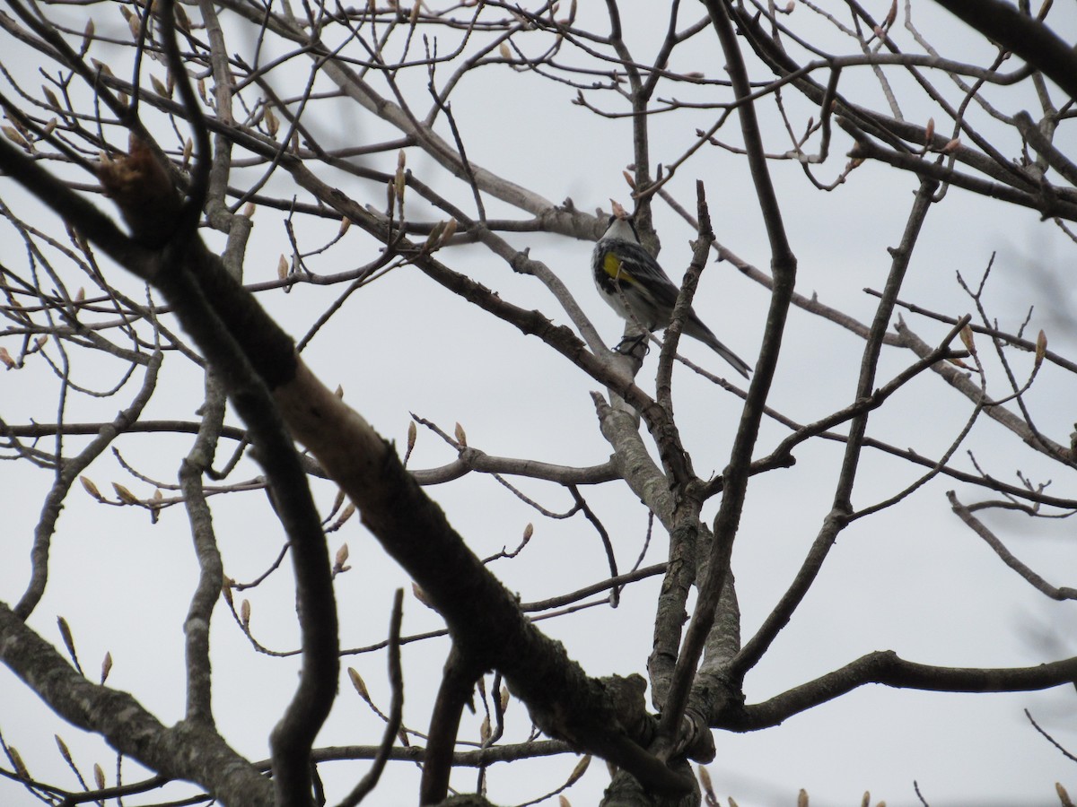 Yellow-rumped Warbler (Myrtle) - ML439245651