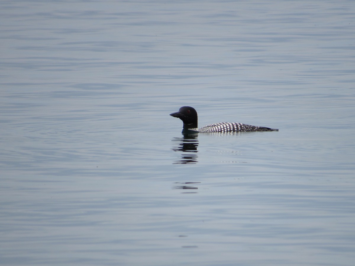 Common Loon - ML439245911