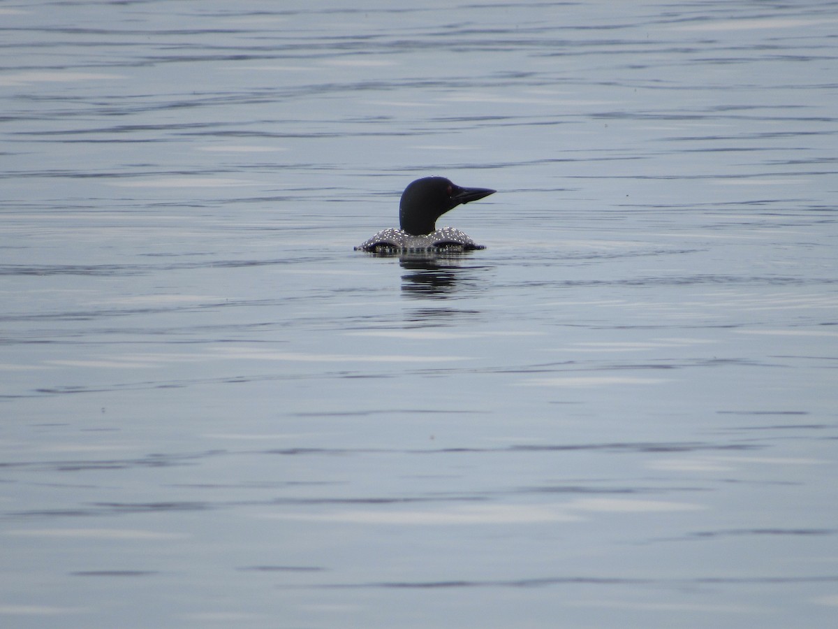 Common Loon - ML439246031